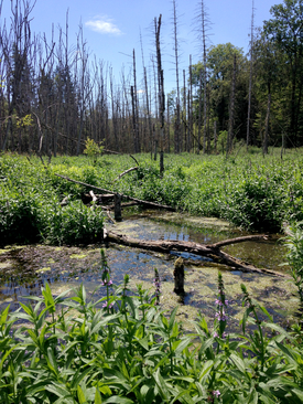 At the Mederbach in the municipality of Marthalen, the beaver dams have created a swamp-like wetland area. (Photo: Christopher Robinson)