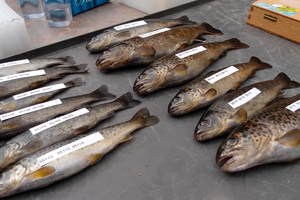 Trout caught in the River Ticino: altogether, the Progetto Fiumi collection comprises 10,000 individuals. (Photo: Eawag)