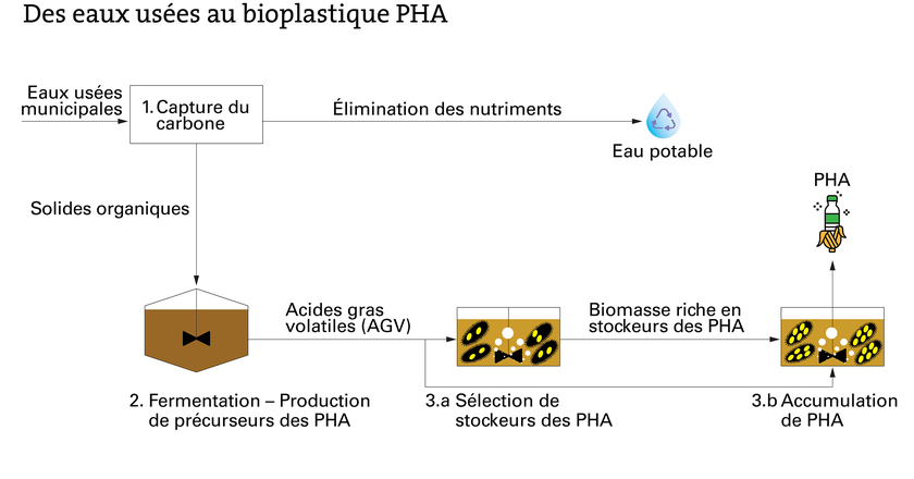 Des eaux usées au bioplastique PHA (Graphique: Eawag)