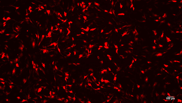 Une culture de cellules intestinales de truite arc-en-ciel vue au microscope. (Photo: Eawag / Marina Zoppo)