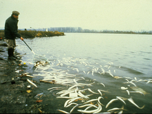 Die Rheinüberwachungsstation (RÜS) in Weil am Rhein. Sie wurde am 24. September 1993 eingeweiht – mithin eine Folge der Sandoz-Brandkatastrophe von 1986 und ihren Folgen (Bild).