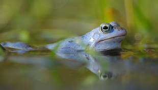 À l’heure actuelle la diversité biologique en eau douce est en déclin dans une proportion encore jamais atteinte. (Photo: Solvin Zankl)