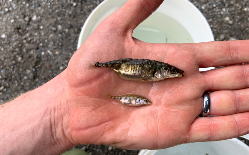 Sticklebacks in Lake Constance can differ greatly. Both are adult females. Above, one from the open water in the lake; below, one from a small tributary. (Photo: Eawag, Cameron Hudson)