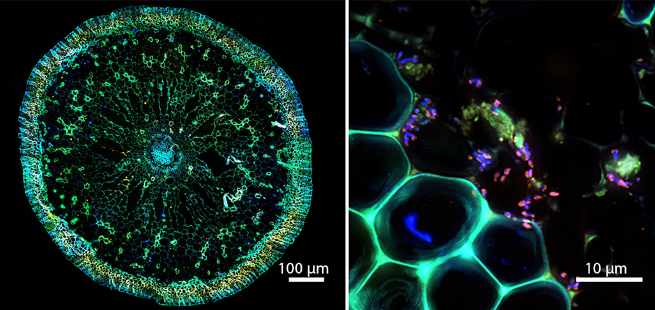 La symbiose vue au microscope. A gauche: coupe d'une racine de posidonie; à droite: les bactéries mises en évidence par fluorescence (en fuchsia) à l'intérieur d'une racine. (© Daniela Tienken/Soeren Ahmerkamp/Max-Planck-Institut für Marine Mikrobiologie)