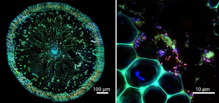 Die Symbiose unter dem Mikroskop: Links ein Querschnitt durch eine Seegraswurzel, rechts eine Fluoreszenzaufnahme der Bakterien (in Pink) im Inneren der Seegraswurzel. (© Daniela Tienken/Soeren Ahmerkamp/Max-Planck-Institut für Marine Mikrobiologie)