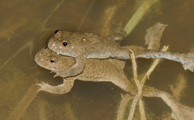 As a pioneer species, the yellow-bellied toad likes to colonise newly created, open waters. (Photo: Thomas Reich)