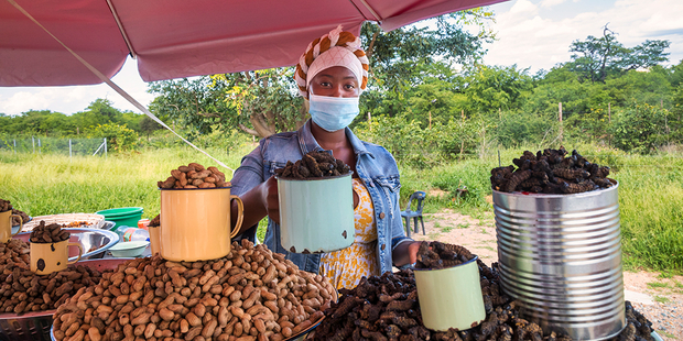 The mopane worm is an important food source in southern Africa. (Photo: iStock)