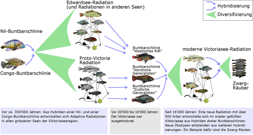 Die Entwicklung der grossen Vielfalt an Buntbarscharten im Viktoriasee. (Grafik: Joana Meier) 