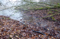 Leaf litter from surrounding thickets and woods is an important source of carbon for rivers.  (Photo: Florian Altermatt)