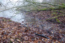 Les feuilles mortes venant de haies et forêts voisines sont une source importante de carbone pour les cours d'eau.   (Photo : Florian Altermatt)