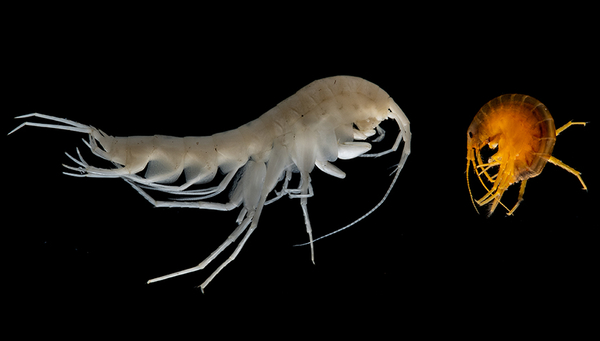 Two of more than 40 amphipod species found in Switzerland. (Eawag, Jonas Steiner) 