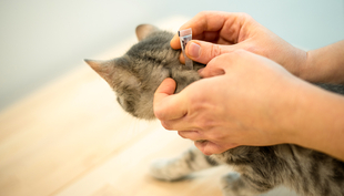 Les produits anti-puces et anti-tiques pour animaux domestiques sont les sources les plus probables de fipronil dans les cours d'eau suisses. (Image : Canva / Csaba Deli)