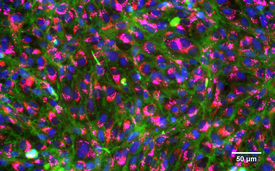 Angefärbte, gesunde Kiemenzellen von Regenbogenforellen: Zellkerne (blau), Membranen (grün), Mitochondrien (rot), Lysosome (pink). (Foto: Vivian Lu Tan, Eawag)