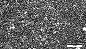 La lignée de cellules RTgill-WT1 obtenue à partir des branchies de truite arc-en-ciel convient particulièrement bien à la réalisation de tests de toxicité portant sur les produits chimiques. (Photo : Yang Yue)