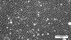 The gill cell line derived from rainbow trout (RTgill-W1) is suitable for chemical toxicity testing. (Photo: Yang Yue)