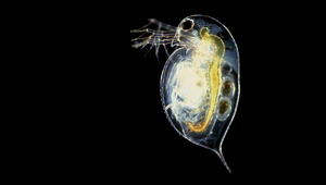 The common water flea Daphnia pulex. (Photo: Paul Hebert, doi:10.1371/journal.pbio.0030219, CC BY 2.5)