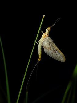 Comme bien d'autres insectes, les éphémères se développent dans le milieu aquatique sous la forme de larves. Une fois adultes, ils s'envolent vers les écosystèmes terrestres où ils constituent une source de carbone. (Photo : Florian Altermatt)