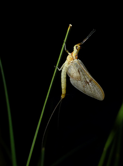 Eintagsfliegen und viele andere Insekten entwickeln sich als Larven in Seen und Teichen. Einmal ausgewachsen, fliegen sie auch in terrestrische Lebensräume, wo sie eine Kohlenstoffquelle darstellen. Foto: Florian Altermatt