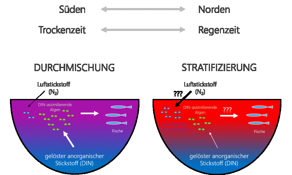 Abb. 1. Fischproduktion bei Durchmischung und Stratifizierung im Tanganjikasee (B. Ehrenfels)