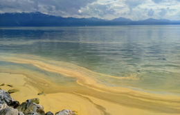 Blanket of pollen off the shore of Lausanne on Lake Geneva. (Photo: Hannah Chmiel, EPFL)