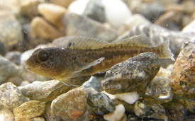 Le Projet Lac a permis de découvrir quelques surprises dans les profondeurs de nos lacs. Cette blenny cagnetta du Lago Maggiore n'a pas encore été clairement identifiée. 