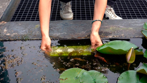Passive samplers can provide valuable data for certain water monitoring applications at low cost. (photo: Andri Bryner, Eawag) 