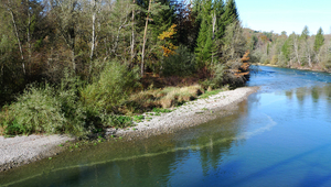 The discharge fluctuations due to hydropeaking are clearly visible along the banks of the River Saane in the Canton of Fribourg. The light line in the water shows the water level during a low-flow phase, while the peak flow maximum is also clearly visible from the wetted part of the gravel bank (Photo: Christine Weber).