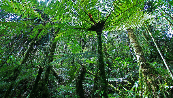 Parc national en Malaisie