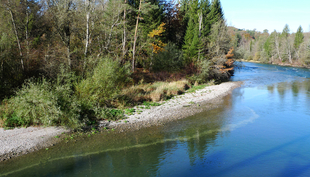 Im Uferbereich der Saane im Kanton Freiburg sind die Abflussschwankungen aufgrund von Schwall-Sunk gut zu erkennen. Die helle Linie im Wasser zeigt den Wasserstand während einer Sunk-Phase an. Auch das Schwall-Maximum ist gut sichtbar am benetzten Teil der Kiesbank (Foto: Christine Weber).