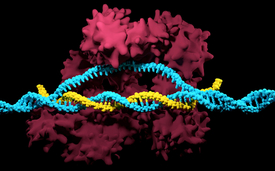 Le complexe CRISPR/Cas9 avec la protéine Cas9 (rouge), l'ARN guide (jaune) et l'ADN cible (bleu). (Photo: iStock / Meletios Verras)