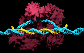 The CRISPR/Cas9 complex with the Cas9 protein (red), the guide RNA (yellow) and the target DNA (blue). (Photo: iStock / Meletios Verras)
