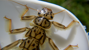 Stonefly larva (Photo: Silvana Käser, Eawag)