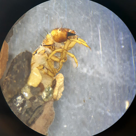 Unter dem Mikroskop hat Rebecca Oester die Kleinstlebewesen aus den Proben der untersuchten Bäche bestimmt. Hier eine Köcherfliegen-Larve. (Foto: Rebecca Oester, Eawag)
