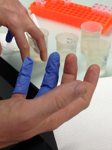 A volunteer test subject dips his finger in a fluid with the harmless model virus.  (Photo: Ana Karina Pitol) 