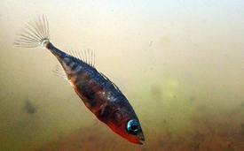 Une épinoche marine dans les eaux dunaires d'une île danoise de la mer du Nord : Les épinoches y font leurs nids, mais les jeunes poissons migrent vers la mer peu après leur éclosion et reviennent pour s'y reproduire. Ces poissons ont trois (mâles) 