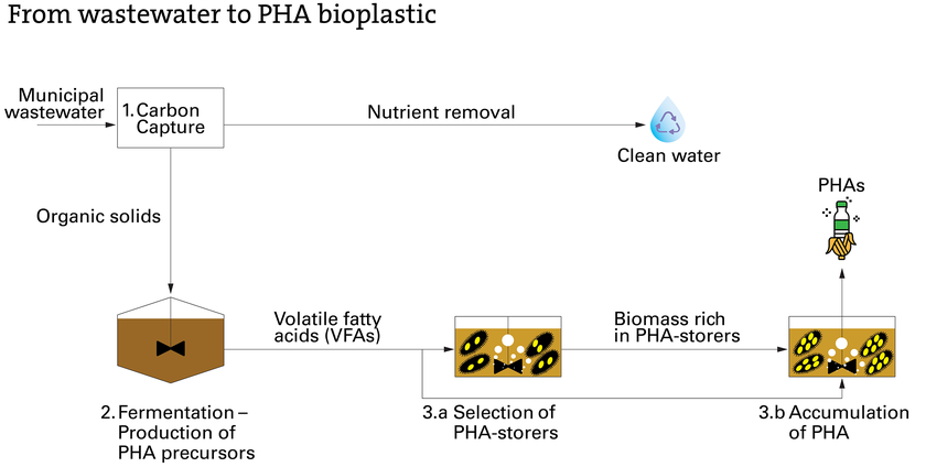 From wastewater to PHA bioplastic (Graphic: Eawag)