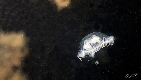 Mittels Umwelt-DNA konnten Forschende der Eawag zeigen, dass die invasive Süsswasserqualle Craspedacusta sowerbii in der Schweiz verbreiteter ist an angenommen. (Foto: Wikimedia / CrazyBiker 84 / Creative Commons Attribution-Share Alike 3.0 Unported license)