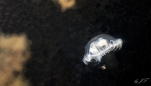 Grâce à l’ADN environnemental, des chercheuses et chercheurs de l’Eawag ont pu montrer que la méduse d’eau douce invasive Craspedacusta sowerbii est plus répandue en Suisse que supposé. (Photo: Wikimedia / CrazyBiker 84 / Creative Commons Attribution-Share Alike 3.0 Unported license)