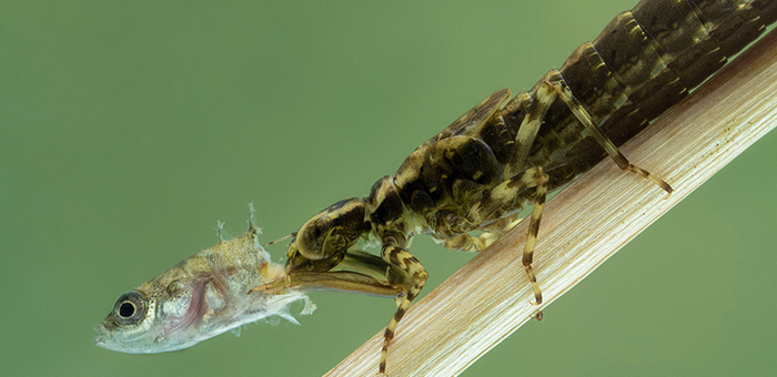 Aquatisches Nahrungsnetz: Libellen-Nymphe (Epiprocta-Art) frisst einen dreistachligen Stichling (Gasterosteus aculeatus). (Foto: Ernie Cooper, Shutterstock)