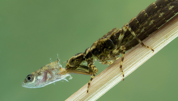 Aquatic food web: Dragonfly nymph (Epiprocta species) eats a three-spined stickleback (Gasterosteus aculeatus). (Photo: Ernie Cooper, Shutterstock)