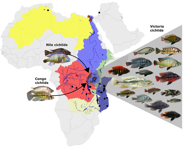 Explosion in species diversity due to hybridization