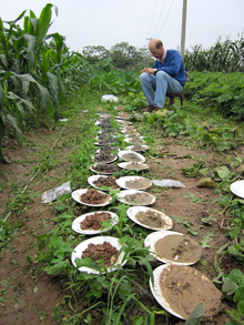 Lead author of the study, Prof. Alexander van Geen, sampling sediments at the field site near Hanoi (© Eawag) 