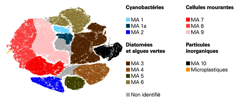 La nouvelle méthode permet de déterminer la composition microbienne des biofilms. Les divers agrégats représentent différentes populations de cyanobactéries, de diatomées et d’algues vertes ainsi que des cellules mourantes.