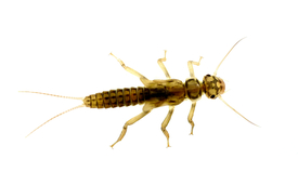 Stoneflies of the genus Isoperla (Isoperla grammatica in the picture) and many other aquatic insect species were recorded in the study using environmental DNA (Photo: Eawag, Florian Altermatt)