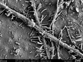 Les bactéries se joignent aux champignons pendant la biodégradation. (Images au microscope électronique : Groupe de chimie de l'environnement / ETH Zurich)