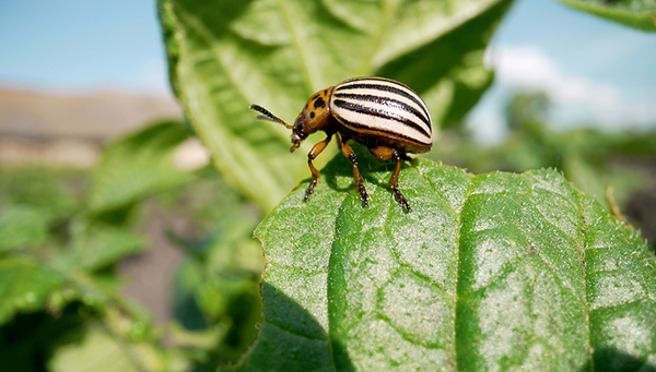 Insektizide sind so designt, dass sie das Nervensystem von Schädlingen im Obst- und Ackerbau – wie etwa dem Kartoffelkäfer– angreifen. Sie machen aber oft auch vor dem Nervensystem anderer Organismen nicht Halt. (Foto: Shutterstock, Sidorov Ruslan)