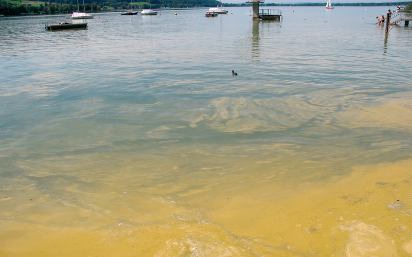 Canobakterien-Blüte von 2017 im Greifensee (Foto: René Schittli, Kantonales Labor ZH).