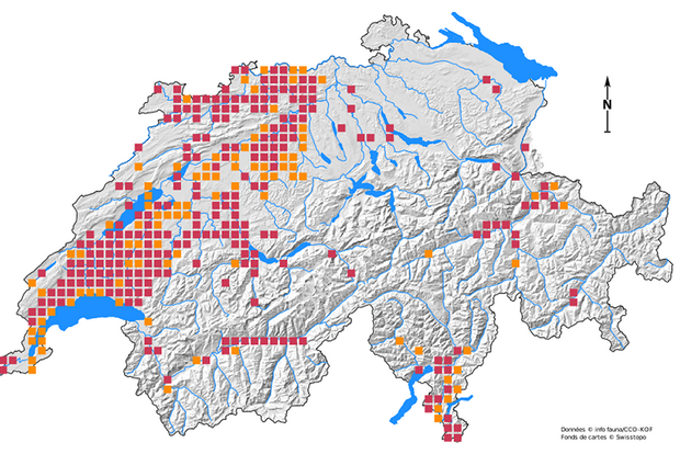 Distribution area of the white-clawed crayfish. Red = findings from 2000, orange = findings until 2000. Graphics: info fauna - CCO/KOF, swisstopo