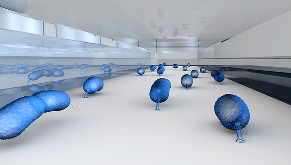 Versuchsanordnung mit den Bakterien Caulobacter crescentus in mikrofabrizierten Kammern (Grafik: Stephanie Stutz) 