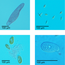 Vier Protozoenarten mit ganz verschiedenen Grössen
